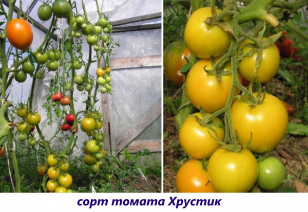 С заботой о будущем урожае — какие сорта томатов устойчивые к кладоспориозу